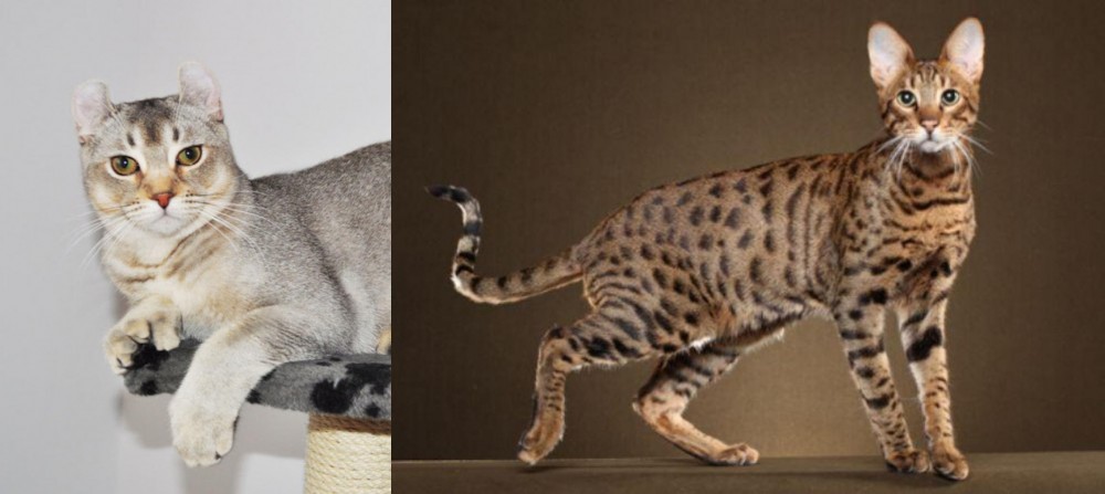 Savannah vs Jungle-Curl - Breed Comparison