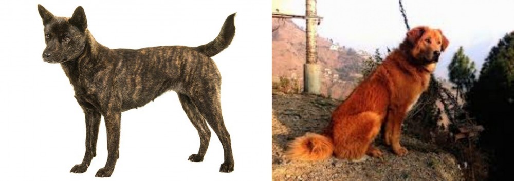 Himalayan Sheepdog vs Kai Ken - Breed Comparison