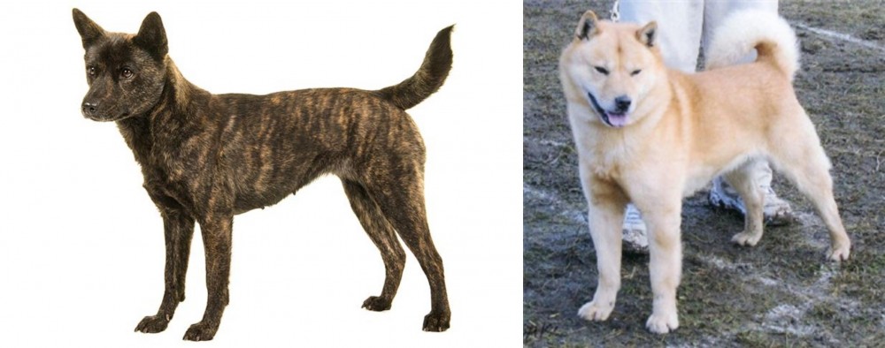 Hokkaido vs Kai Ken - Breed Comparison