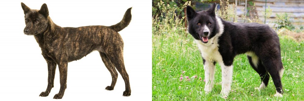 Karelian Bear Dog vs Kai Ken - Breed Comparison