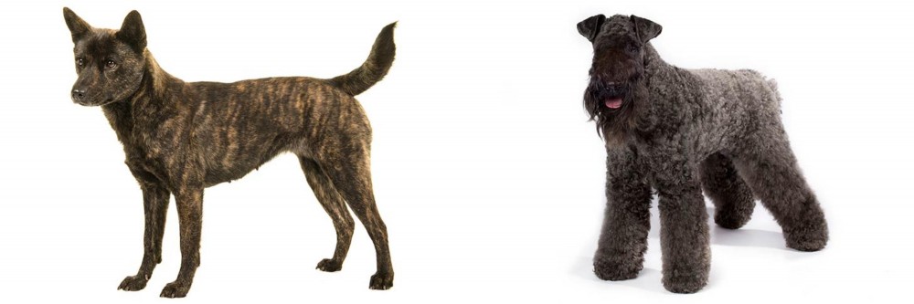 Kerry Blue Terrier vs Kai Ken - Breed Comparison