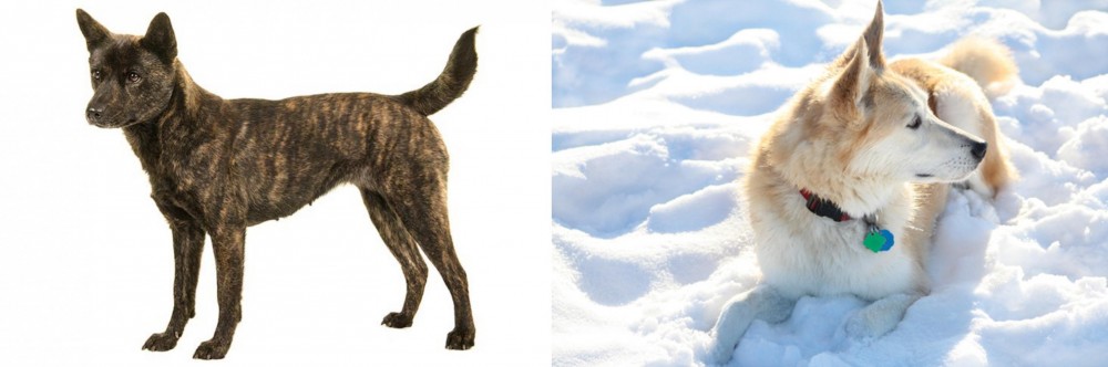 Labrador Husky vs Kai Ken - Breed Comparison