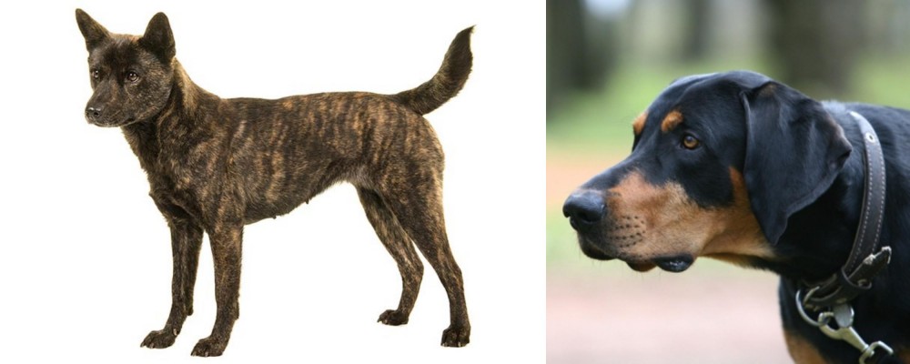 Lithuanian Hound vs Kai Ken - Breed Comparison