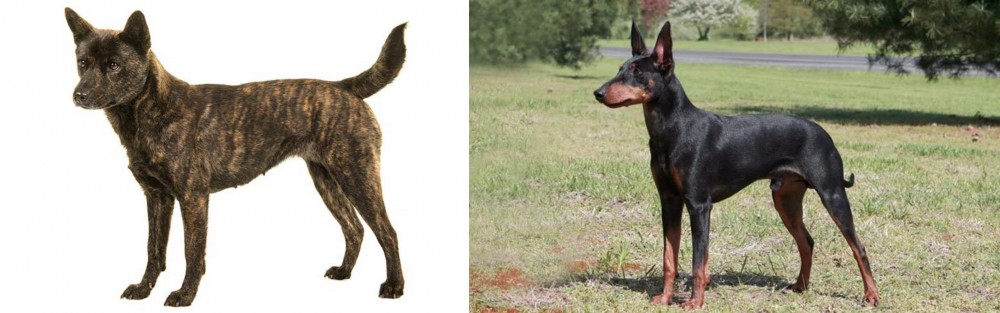 Manchester Terrier vs Kai Ken - Breed Comparison