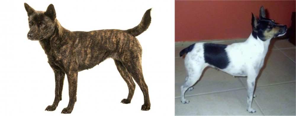 Miniature Fox Terrier vs Kai Ken - Breed Comparison
