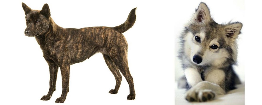 Miniature Siberian Husky vs Kai Ken - Breed Comparison