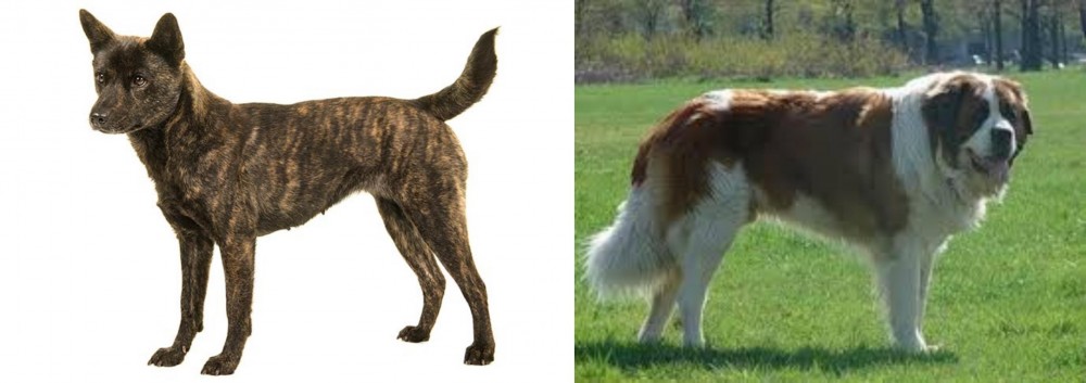 Moscow Watchdog vs Kai Ken - Breed Comparison