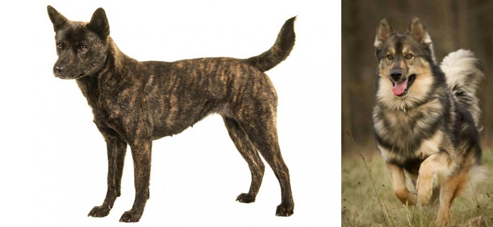 Native American Indian Dog vs Kai Ken - Breed Comparison