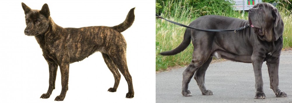 Neapolitan Mastiff vs Kai Ken - Breed Comparison
