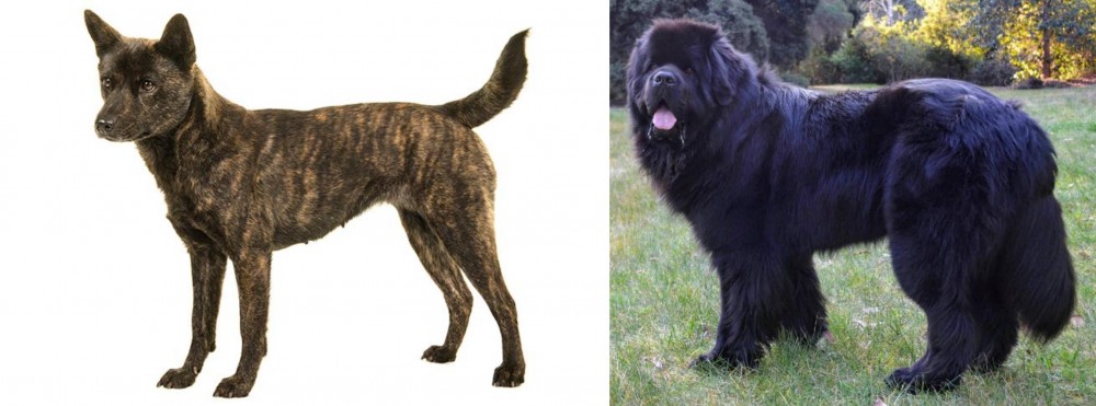 Newfoundland Dog vs Kai Ken - Breed Comparison