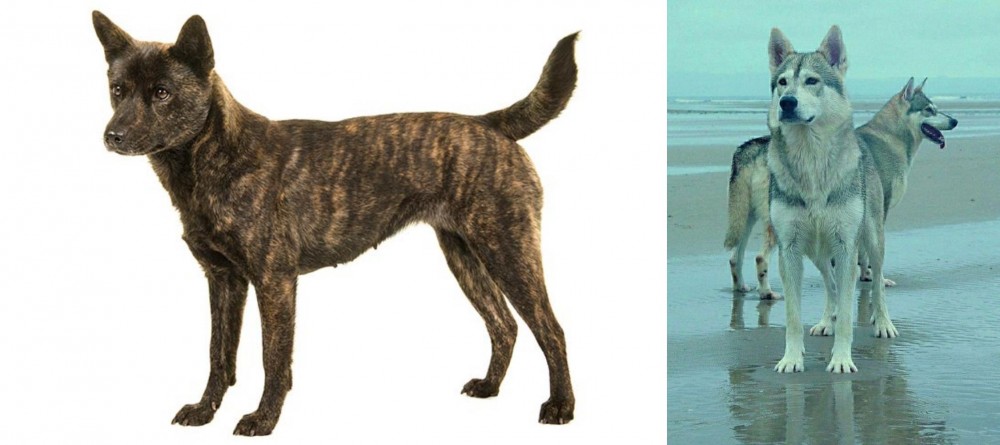 Northern Inuit Dog vs Kai Ken - Breed Comparison