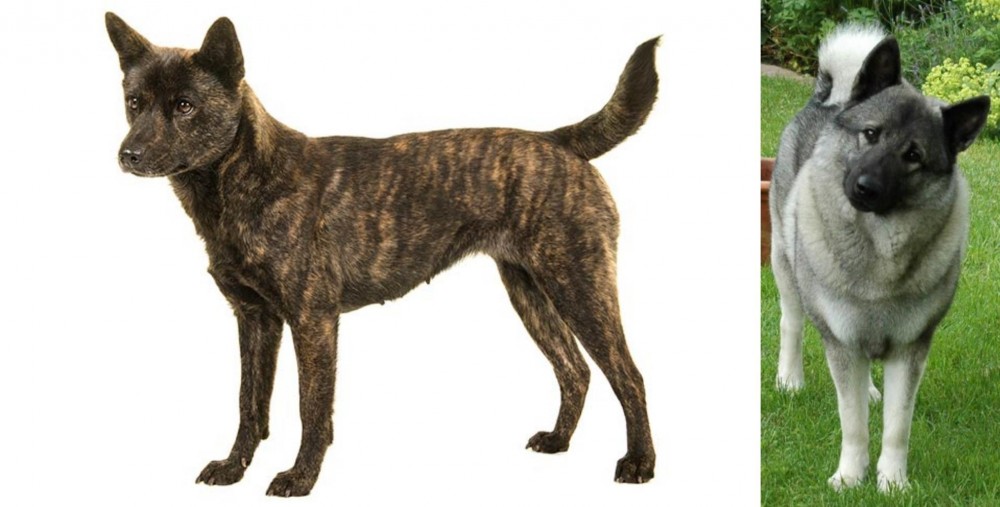 Norwegian Elkhound vs Kai Ken - Breed Comparison