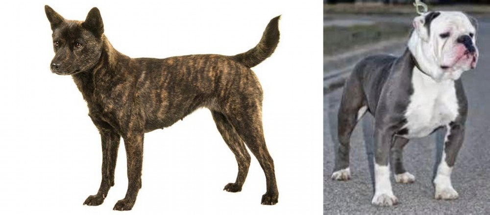 Old English Bulldog vs Kai Ken - Breed Comparison
