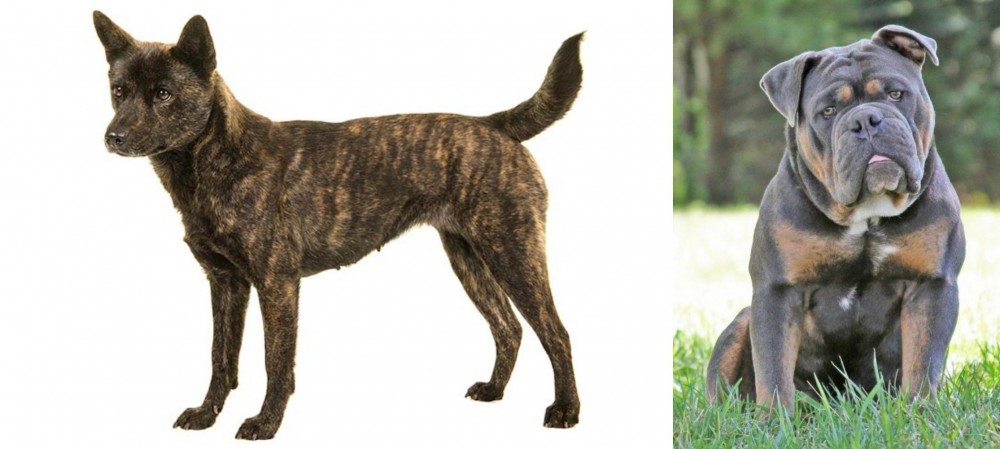 Olde English Bulldogge vs Kai Ken - Breed Comparison
