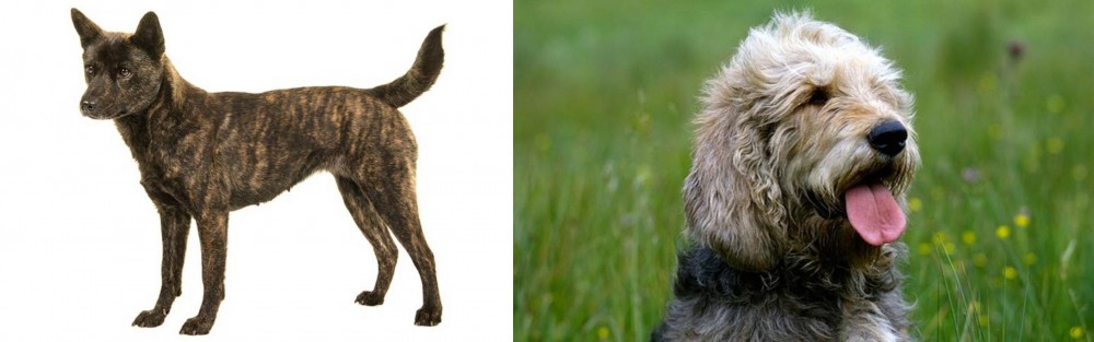 Otterhound vs Kai Ken - Breed Comparison
