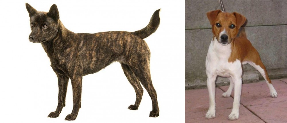 Plummer Terrier vs Kai Ken - Breed Comparison
