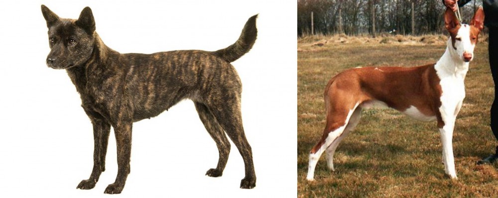 Podenco Canario vs Kai Ken - Breed Comparison