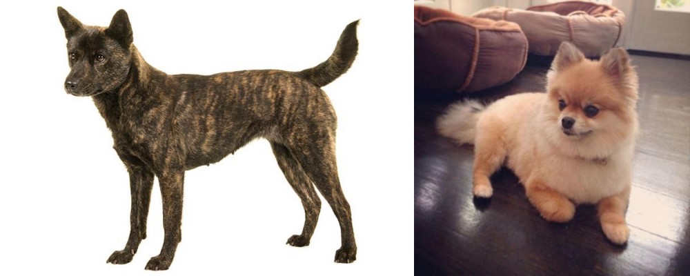 Pomeranian vs Kai Ken - Breed Comparison