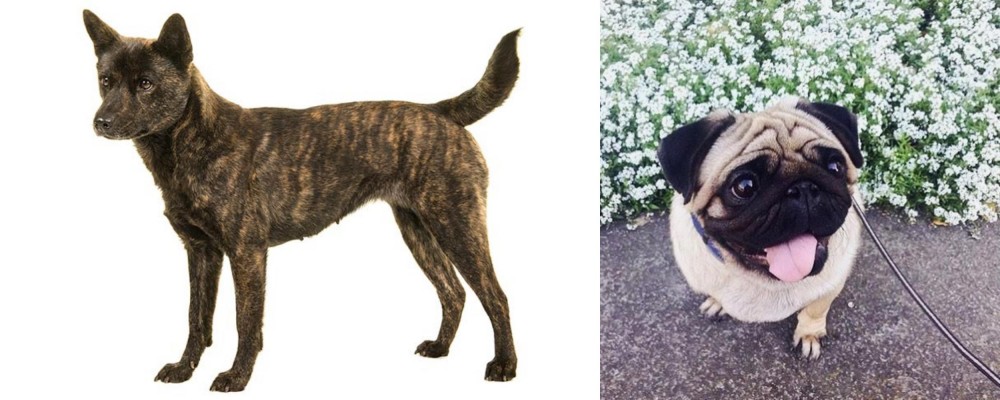 Pug vs Kai Ken - Breed Comparison