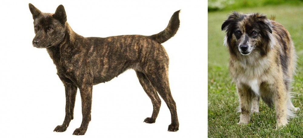 Pyrenean Shepherd vs Kai Ken - Breed Comparison