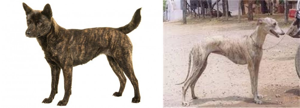 Rampur Greyhound vs Kai Ken - Breed Comparison