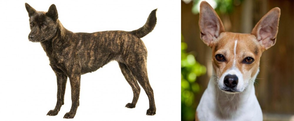 Rat Terrier vs Kai Ken - Breed Comparison