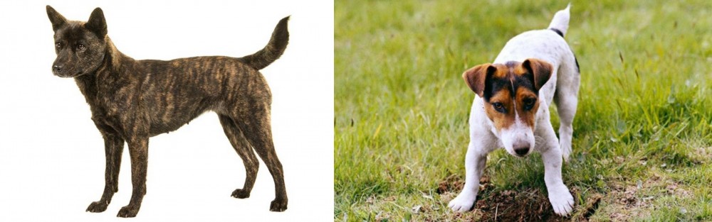 Russell Terrier vs Kai Ken - Breed Comparison