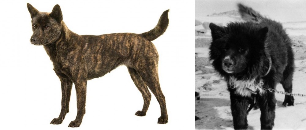 Sakhalin Husky vs Kai Ken - Breed Comparison