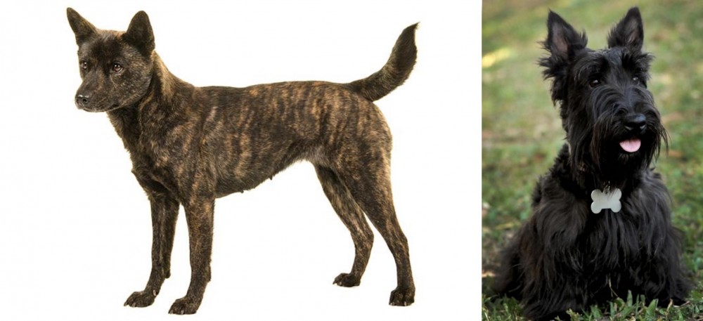Scoland Terrier vs Kai Ken - Breed Comparison