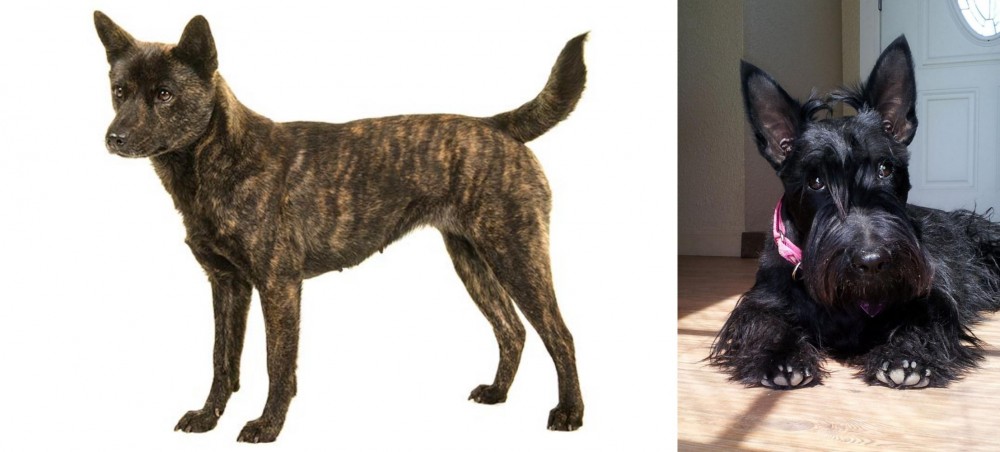 Scottish Terrier vs Kai Ken - Breed Comparison