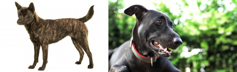 Shepard Labrador vs Kai Ken - Breed Comparison