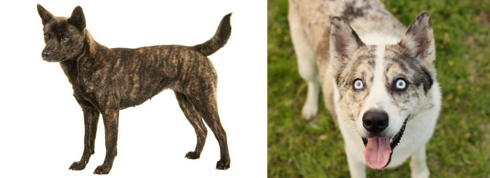 Shepherd Husky vs Kai Ken - Breed Comparison