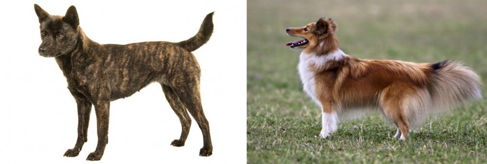 Shetland Sheepdog vs Kai Ken - Breed Comparison