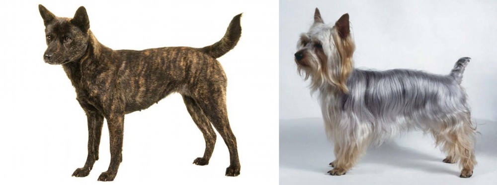 Silky Terrier vs Kai Ken - Breed Comparison