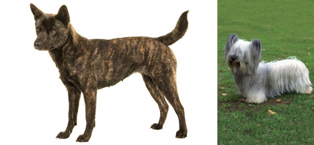 Skye Terrier vs Kai Ken - Breed Comparison