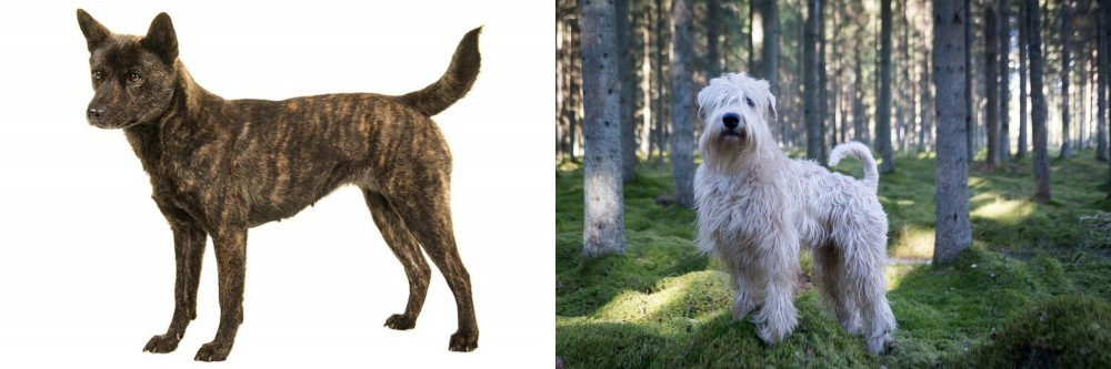 Soft-Coated Wheaten Terrier vs Kai Ken - Breed Comparison