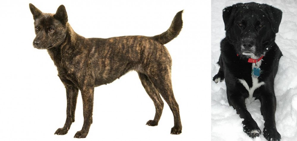 St. John's Water Dog vs Kai Ken - Breed Comparison