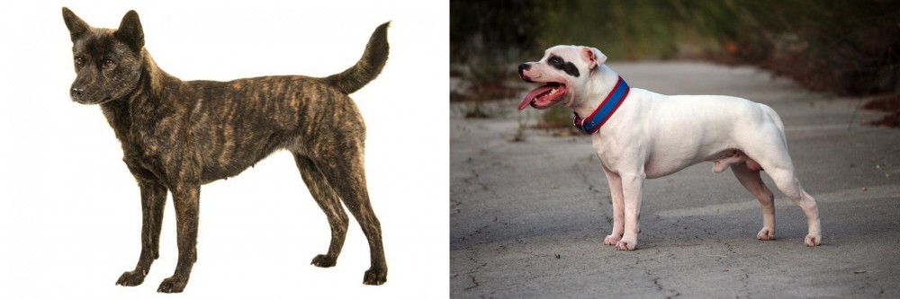 Staffordshire Bull Terrier vs Kai Ken - Breed Comparison