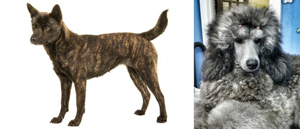 Standard Poodle vs Kai Ken - Breed Comparison