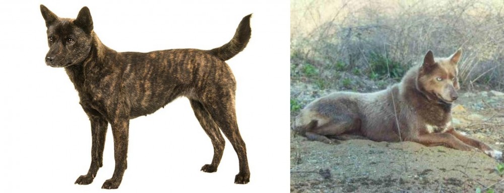 Tahltan Bear Dog vs Kai Ken - Breed Comparison