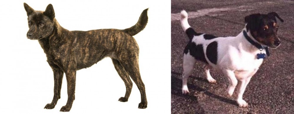 Teddy Roosevelt Terrier vs Kai Ken - Breed Comparison