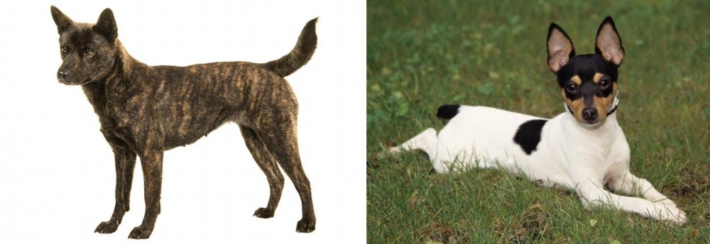 Toy Fox Terrier vs Kai Ken - Breed Comparison