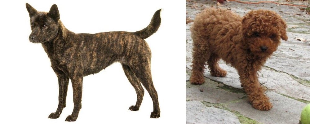 Toy Poodle vs Kai Ken - Breed Comparison