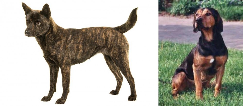 Tyrolean Hound vs Kai Ken - Breed Comparison