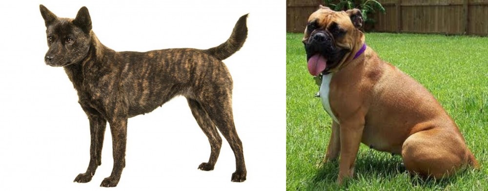 Valley Bulldog vs Kai Ken - Breed Comparison