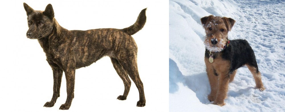 Welsh Terrier vs Kai Ken - Breed Comparison