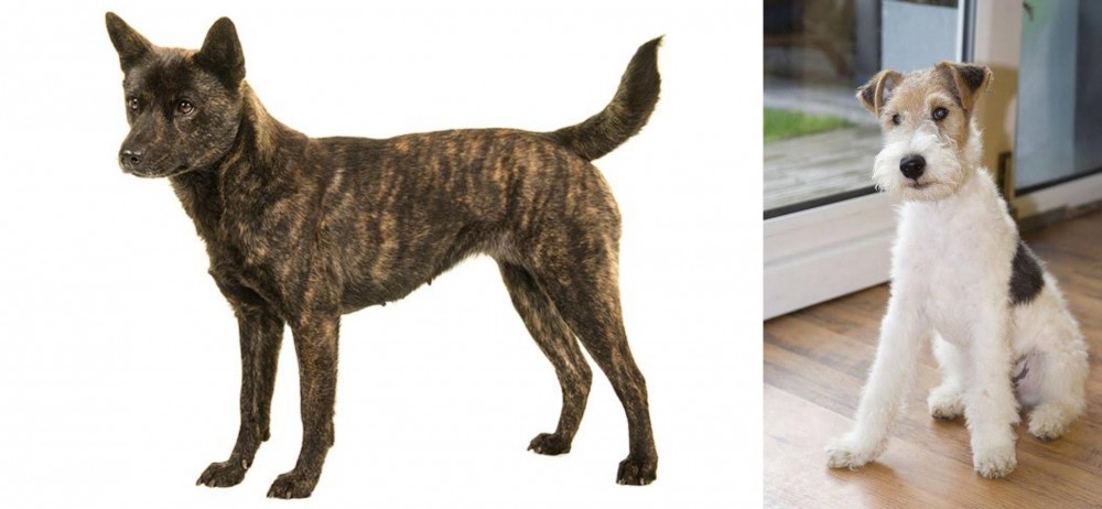 Wire Fox Terrier vs Kai Ken - Breed Comparison