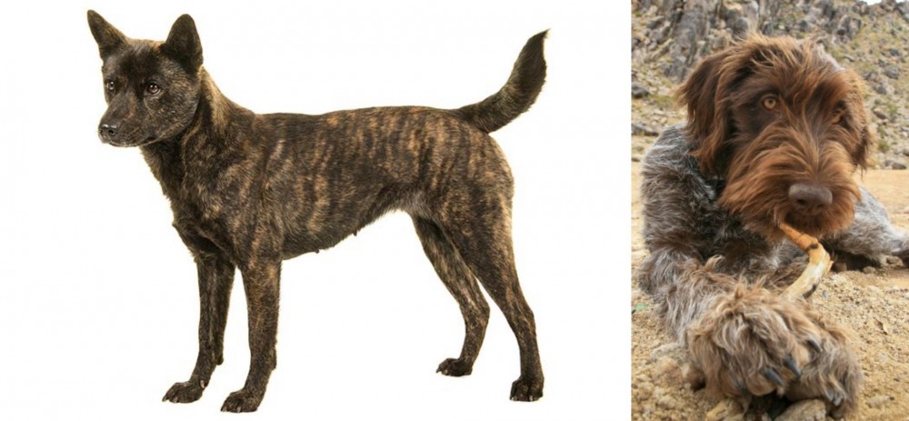 Wirehaired Pointing Griffon vs Kai Ken - Breed Comparison