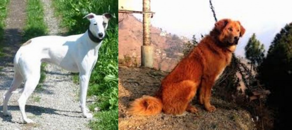 Himalayan Sheepdog vs Kaikadi - Breed Comparison