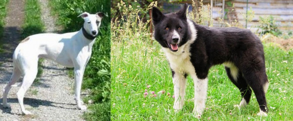 Karelian Bear Dog vs Kaikadi - Breed Comparison